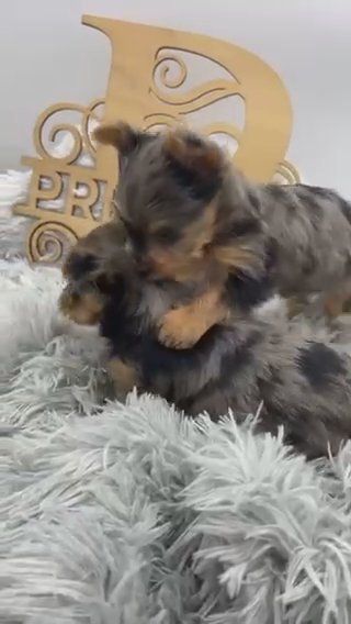 Blue Merle Yorkshire Terrier in Houston, Texas