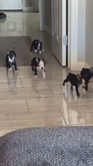 Boston Terrier Puppies in Tucson, Arizona