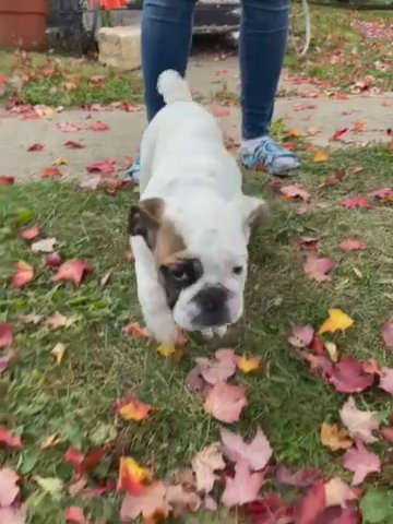 Akc Registered English Bulldog in State College, Pennsylvania