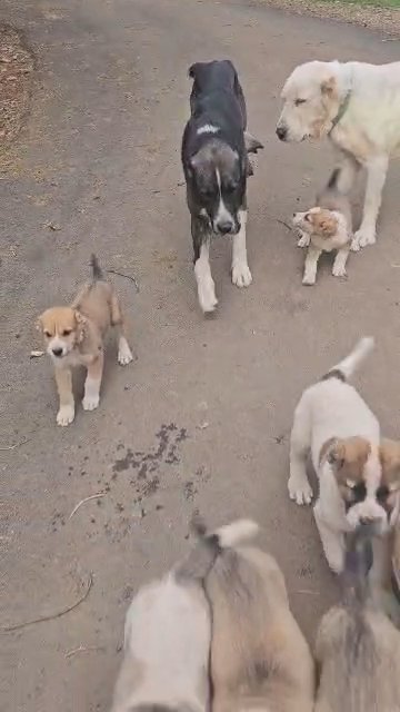 Central Asian Shepherd Dog in Diamond Springs, California