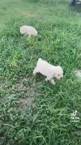 Poodle in Alamo, Texas