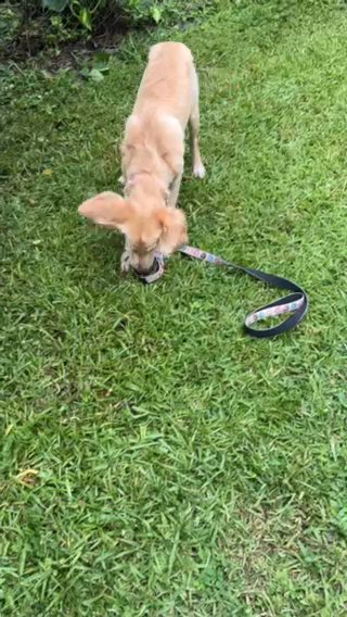 6 Month Old Golden Retriever in Coral Springs, Florida