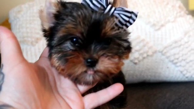 AKC Baby Doll Faced Yorkie Beautiful AKC Female Yorkie in Detroit, Michigan