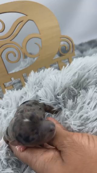 Blue Merle Tweed Yorkie in Houston, Texas