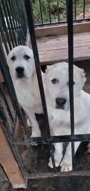 Sarah,Dorah,Foxy in Diamond Springs, California