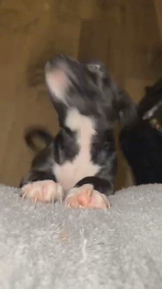 Pitbulls in Menifee, California