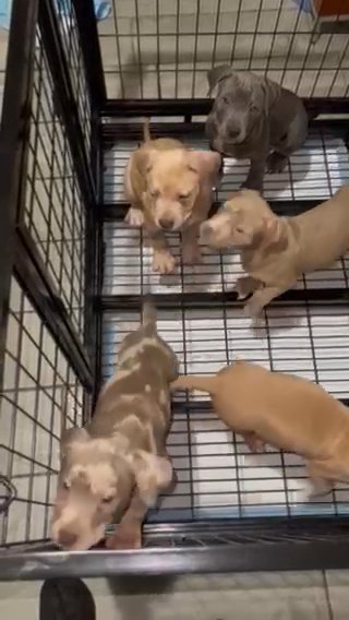 American Bully Puppies  XL in Newark, New Jersey