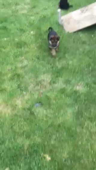 Sweet Puppies Female and male Ready Going To New Home in Washington, District of Columbia