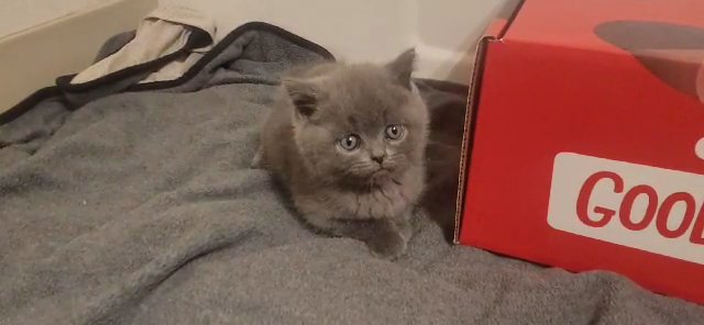Scottish Straight Kitten in Tualatin, Oregon