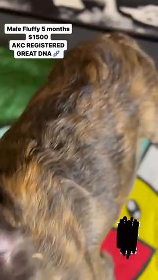 Brindle Visual Fluffy Great Dna ? At A Very Affordable Price in Phoenix, Arizona