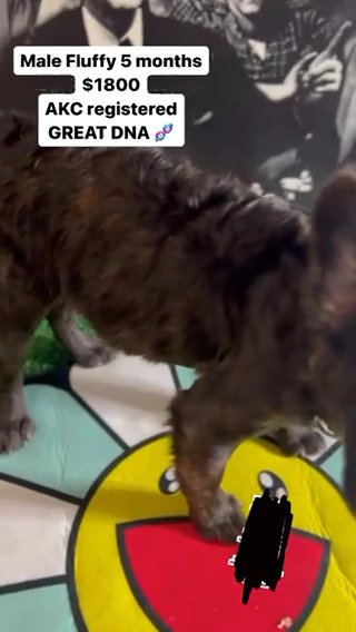 Male brindle visual Fluffy Great Dna in Phoenix, Arizona