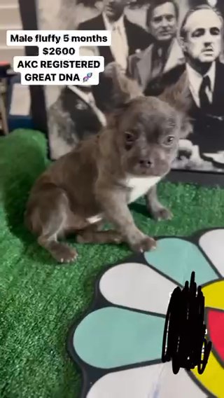 Lilac Visual Fluffy Great Dna Very Affordable Price At A in Phoenix, Arizona