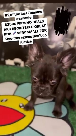 Female Brindle Visual Fluffy Great Dna Very Affordable Price At A in Phoenix, Arizona