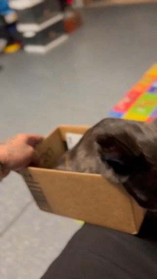 Micro Brindle Visual Fluffy Great Dna Very Affordable Price in Phoenix, Arizona