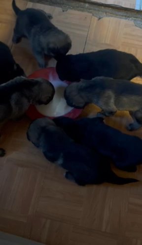 100% Purebred German Shepherd Puppies in Cherry Hill, New Jersey