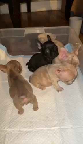 Frenchie Isabella Merle in Ontario, California