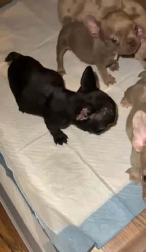 Isabella Merle Frenchie in Ontario, California