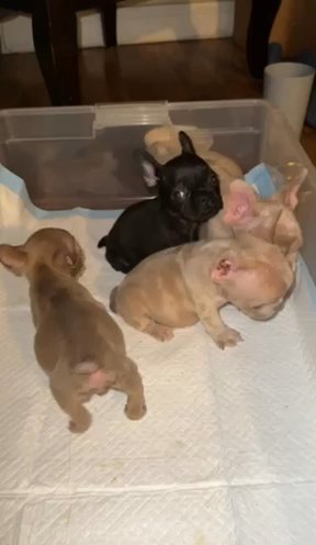 Micro Isabella Frenchie in Ontario, California