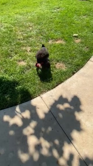 Toy Poodle in Atlanta, Georgia