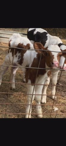 1 Month Old Holstein Steer in Nashville, Tennessee