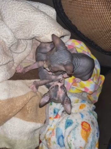 Sphynx in Moreno Valley, California