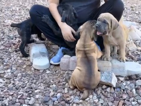 Cane Corso in Glendale, Arizona