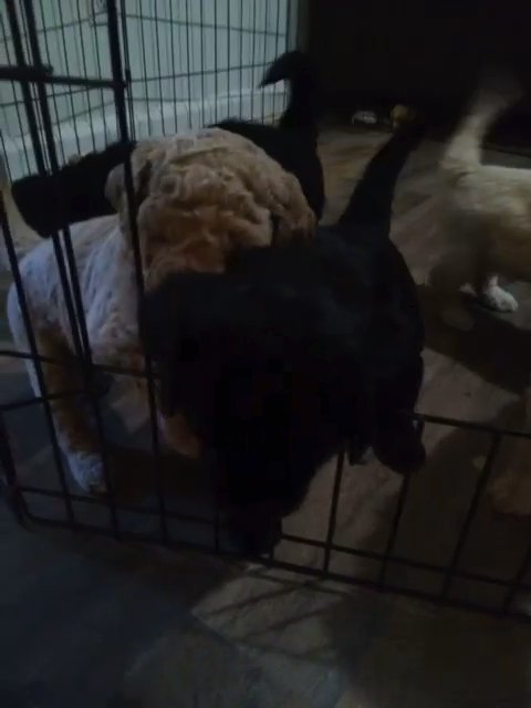 F1B goldendoodle puppies in Columbia, South Carolina