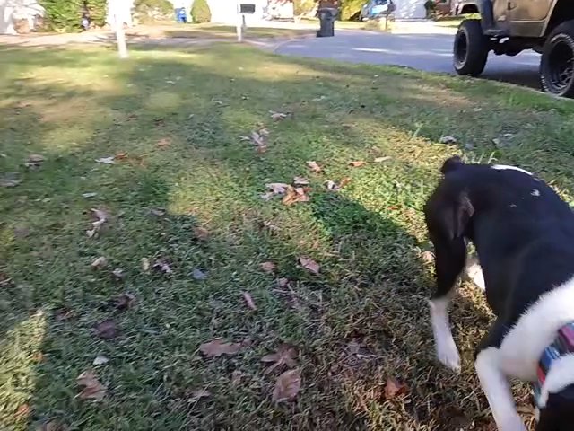 Female Boston Terrier in Raleigh, North Carolina