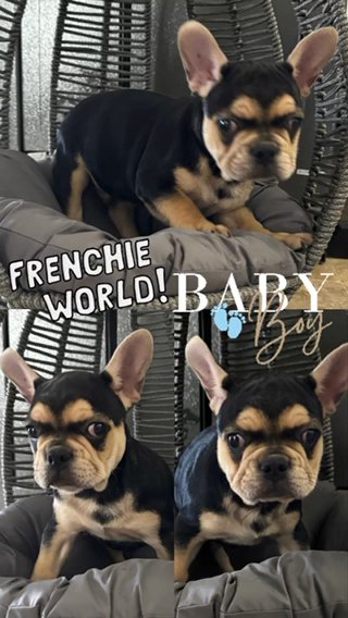 French Bulldog in Queen Creek, Arizona
