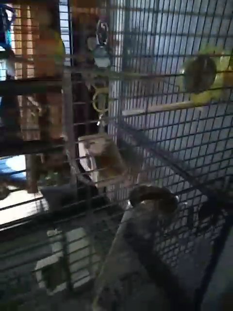 2 female budgies for sale! Cage included! in Chicago, Illinois