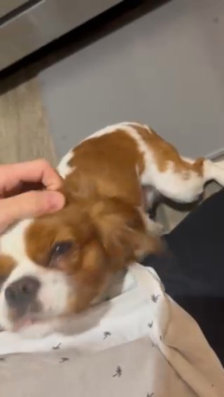Bowzer The Cavalier in Gilbert, Arizona