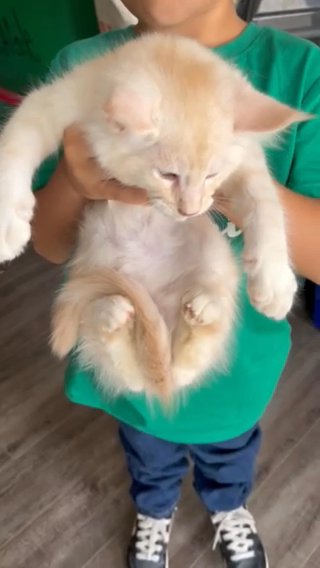 Maine Coon Kitten in Los Angeles, California