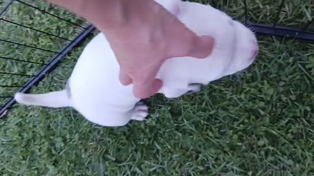 Romeo Pocket Bully in Reading, Pennsylvania