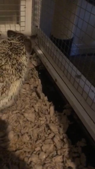 Hedgehog in Columbus, Mississippi