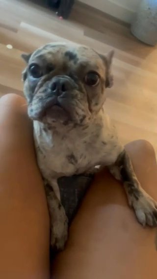 French Bulldog in Chico, California