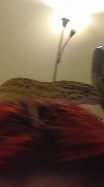 trading some reptiles for a iguana and it's setup! in New York City, New York