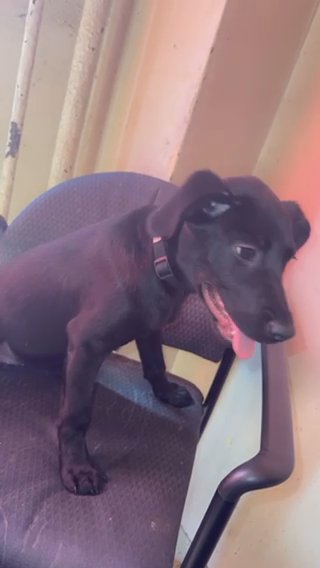 Hey Guys her Name Is Bella?? in New York City, New York
