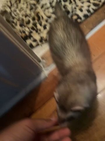 Two very playful ferrets in Weehawken, New Jersey