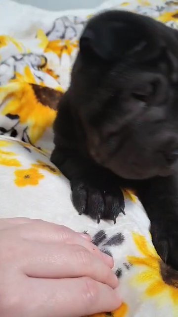 Puppy Shar-Pei needs His Forever Home! ? in Baltimore, Maryland