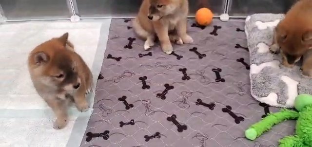 Shiba Inu Puppies in Tualatin, Oregon