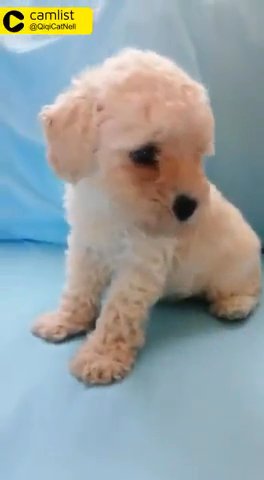 Toy Poodle in New York City, New York