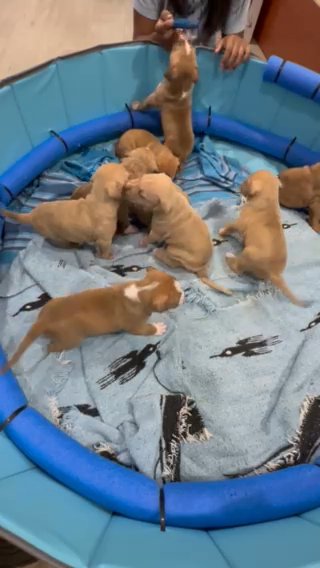 Pit Bull Puppies in Naples, Florida