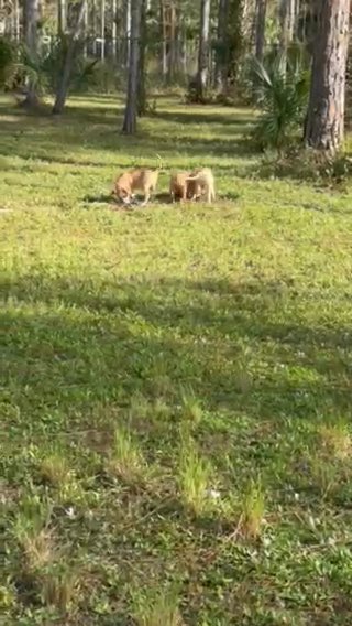 Pit Bulls 3 Male Puppies in Naples, Florida