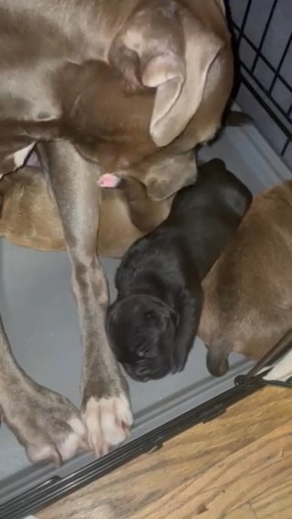 Puppies in Manhattan, New York