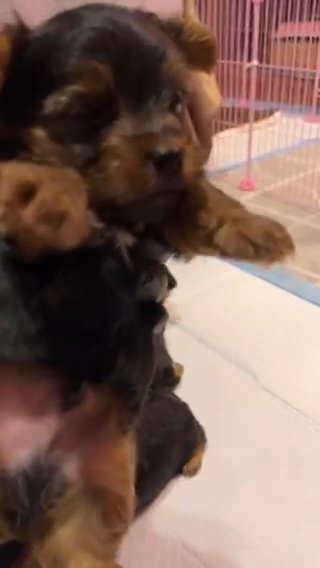 9.11.23 Male #2 in Dallas, Texas