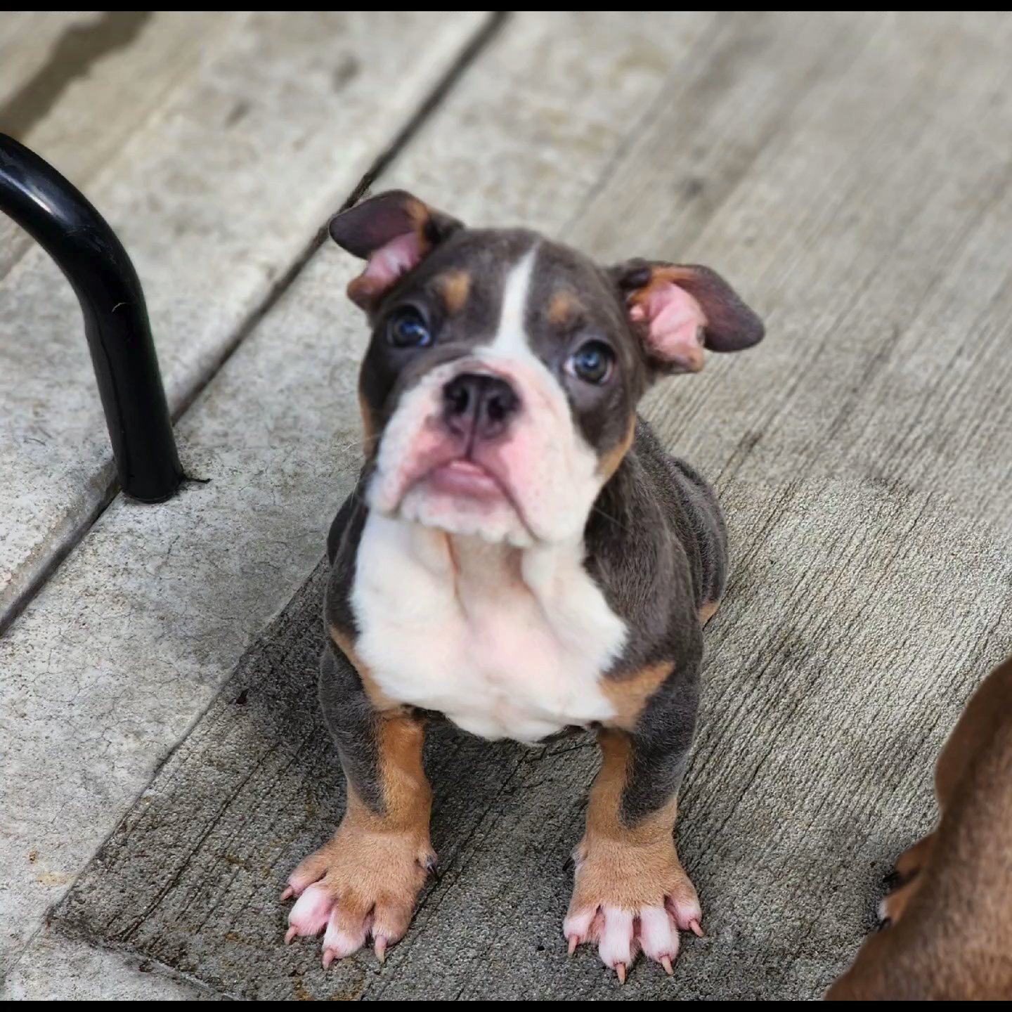 blue tri female in Chicago, Illinois