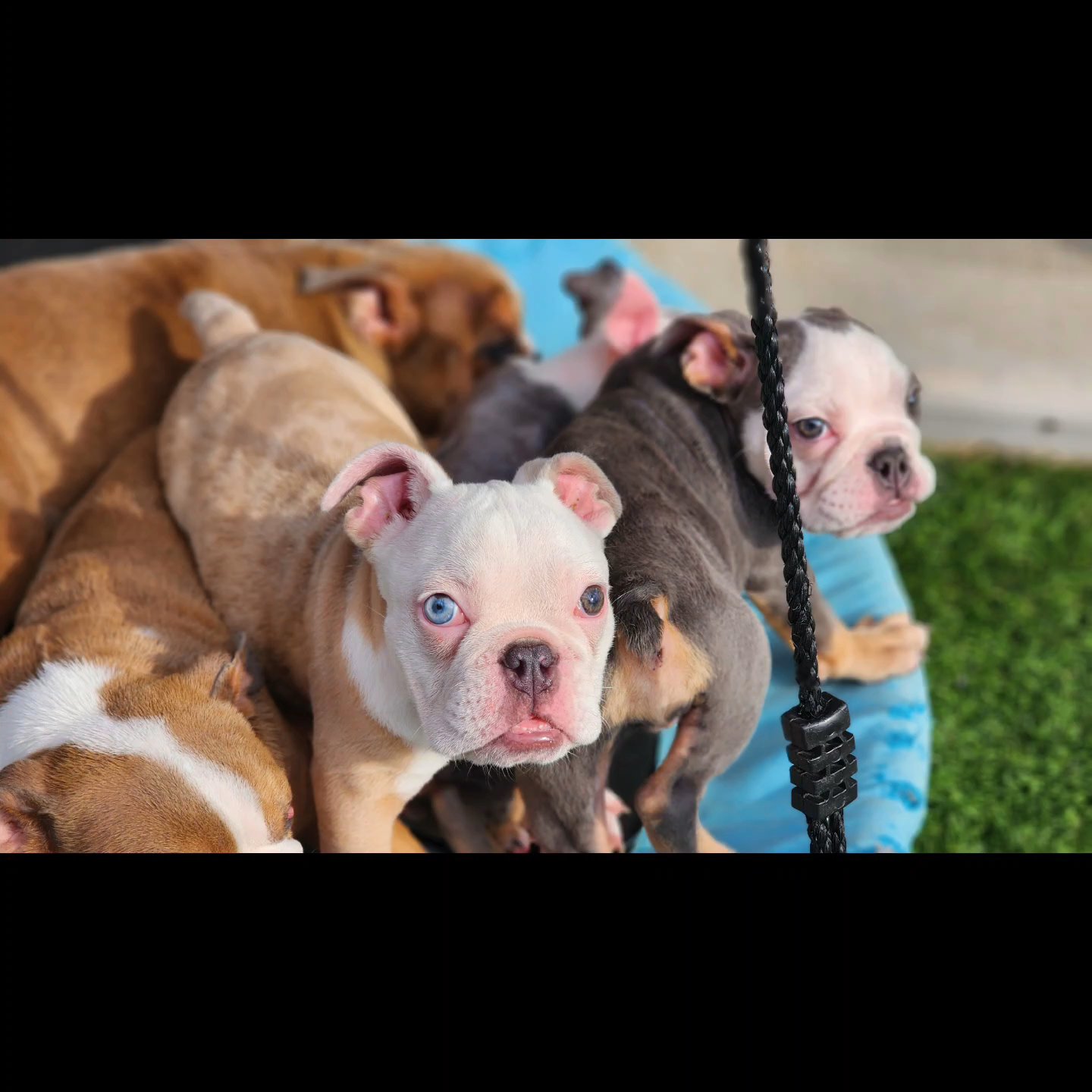 Lilac merle male2 in Chicago, Illinois