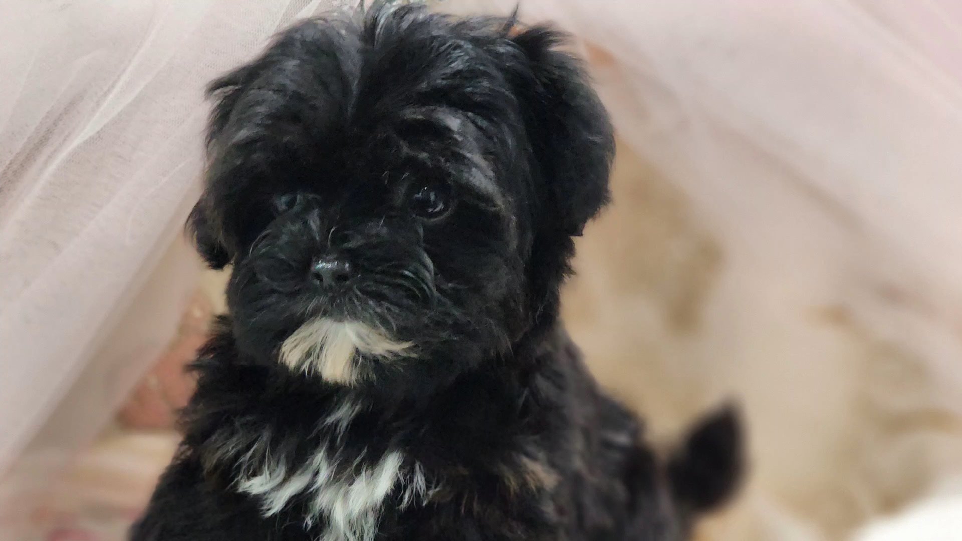Tiny Molly in Chicago, Illinois