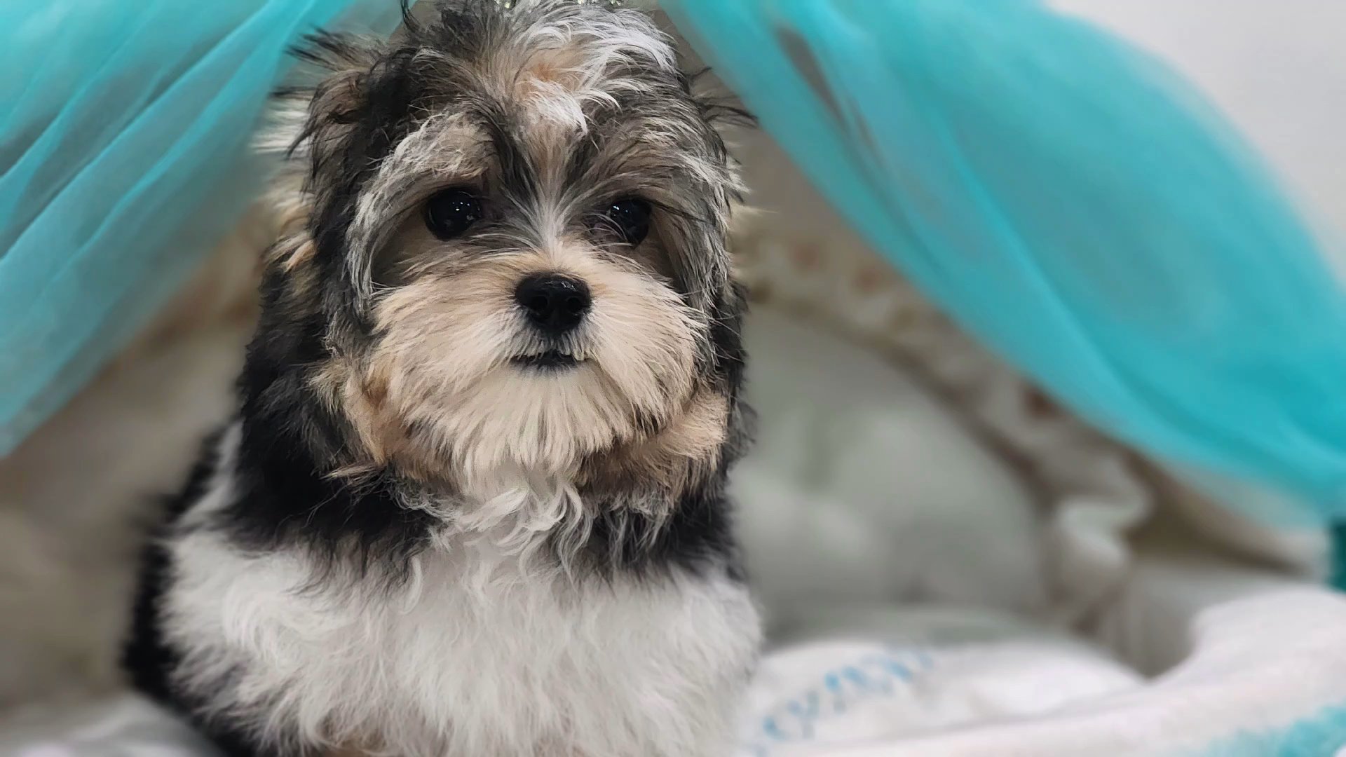 Cruz in Chicago, Illinois