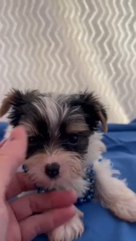 Me Blue, AKC Yorkie, Small Size in Lexington, North Carolina